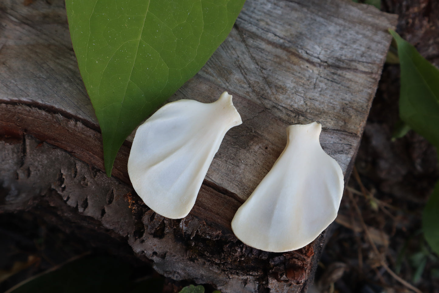 Raccoon Scapula