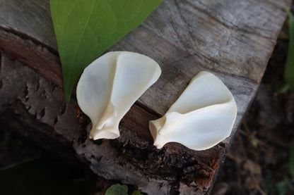 Raccoon Scapula