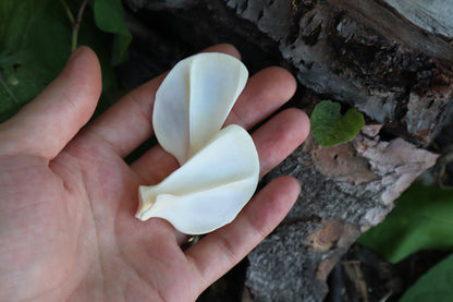 Raccoon Scapula