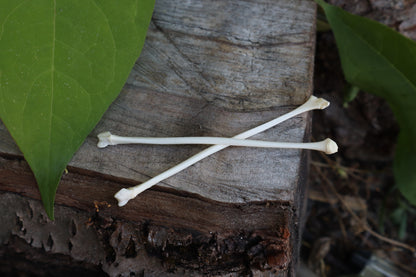 Raccoon Fibula (2)