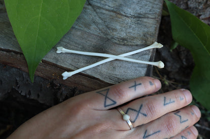 Raccoon Fibula (2)