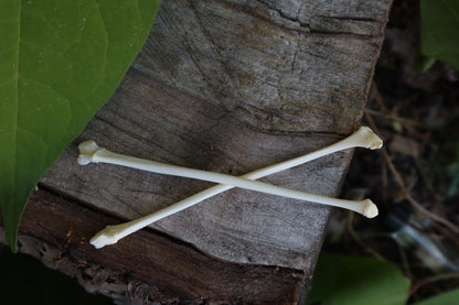 Raccoon Fibula (2)