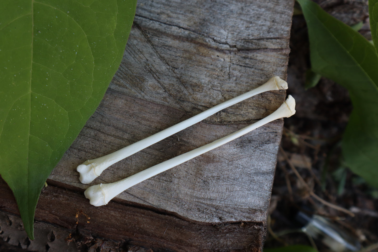 Raccoon Fibula (2)