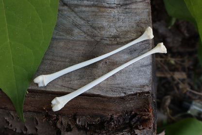 Raccoon Fibula (2)