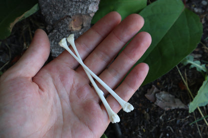 Raccoon Fibula (2)