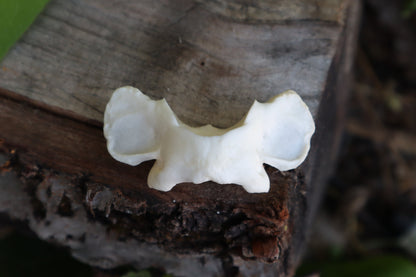 Bobcat Atlas Vertebrae