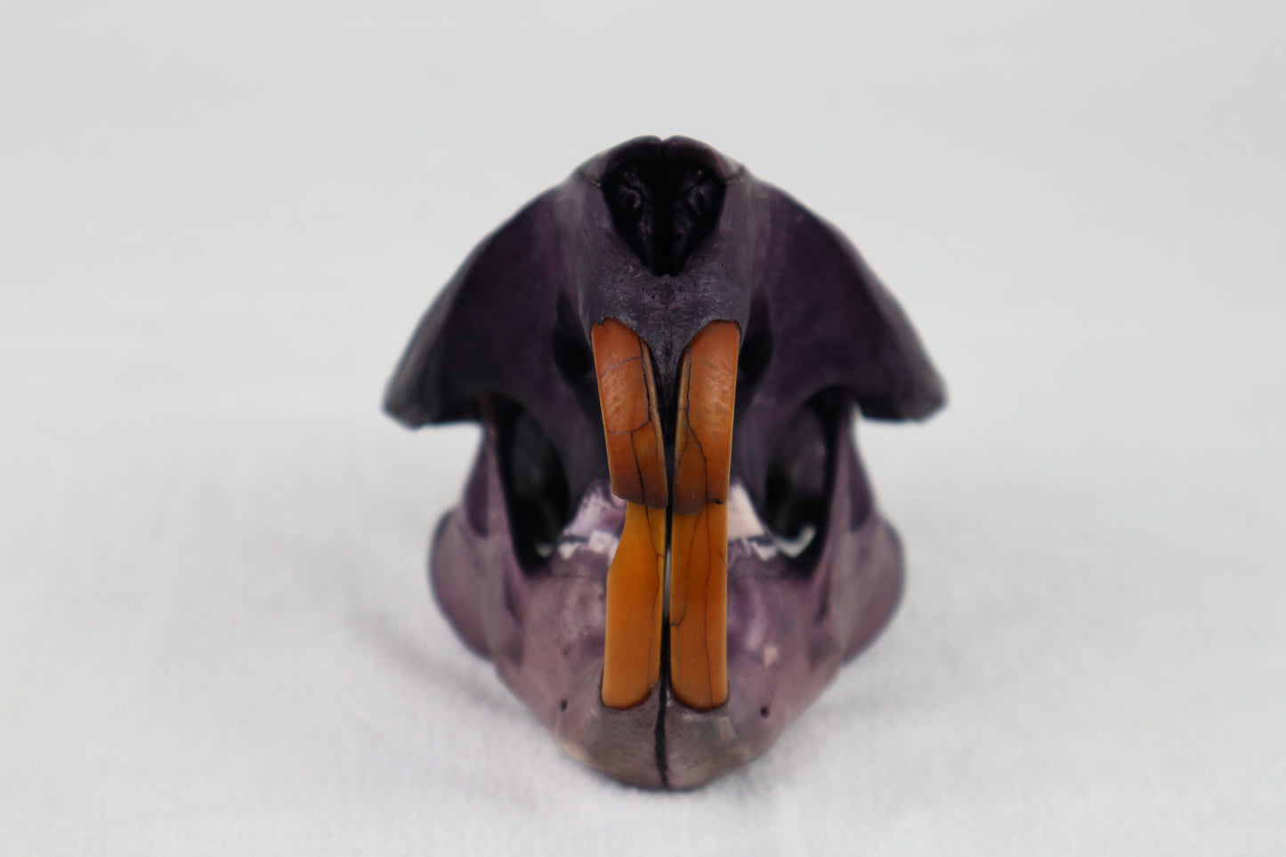 Naturally Stained Beaver Skull