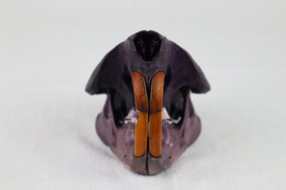 Naturally Stained Beaver Skull