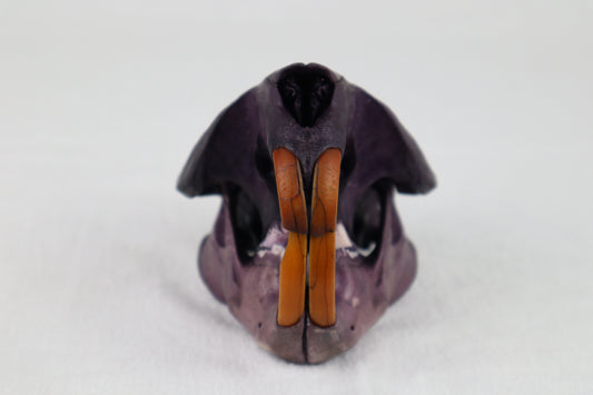 Naturally Stained Beaver Skull