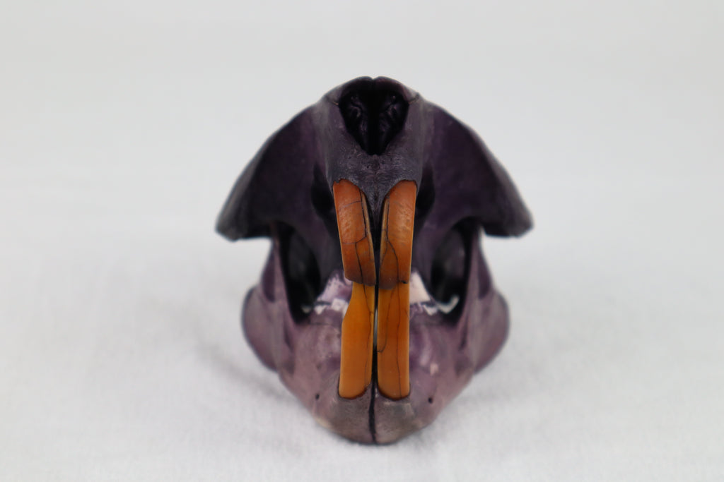 Naturally Stained Beaver Skull