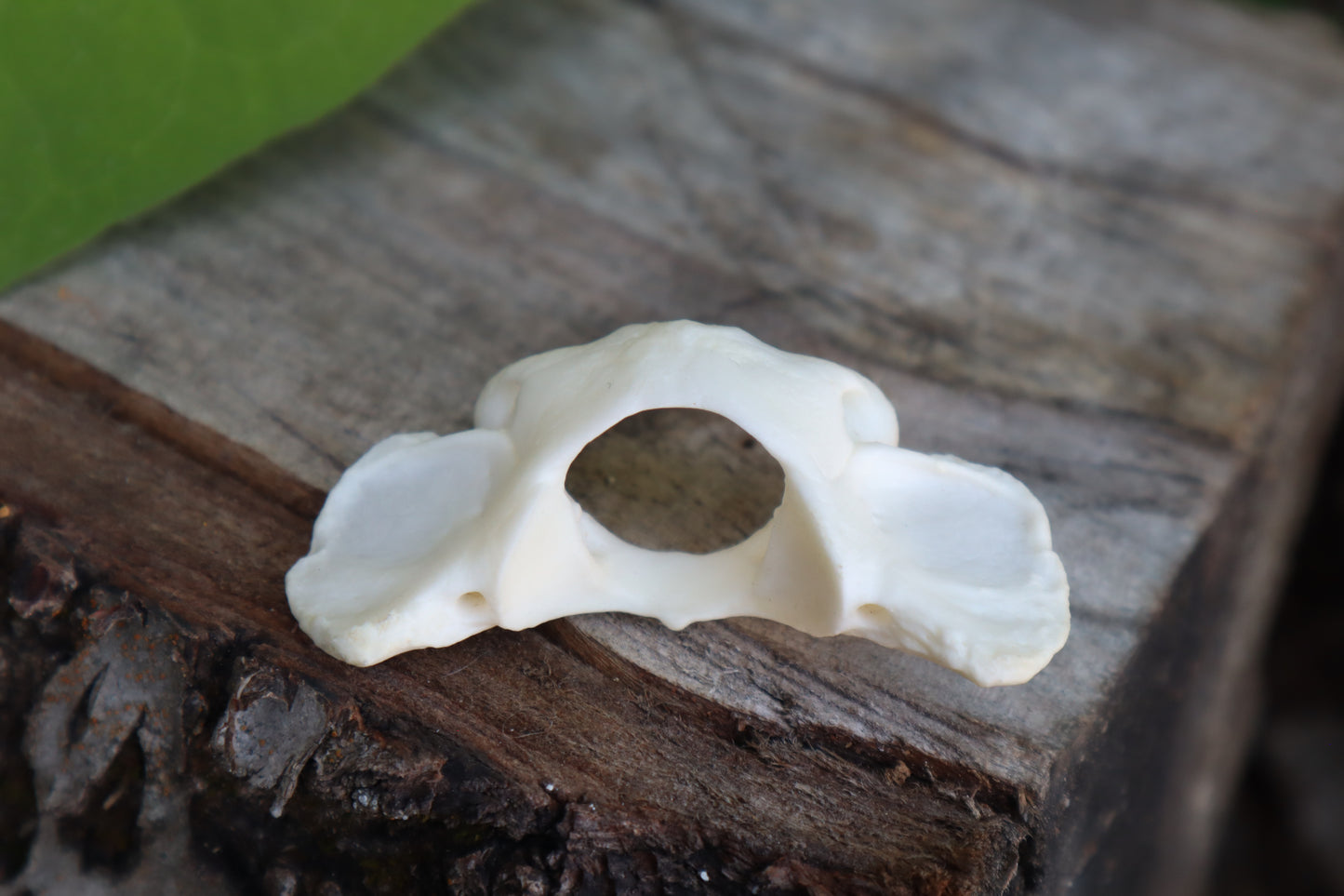 Bobcat Atlas Vertebrae