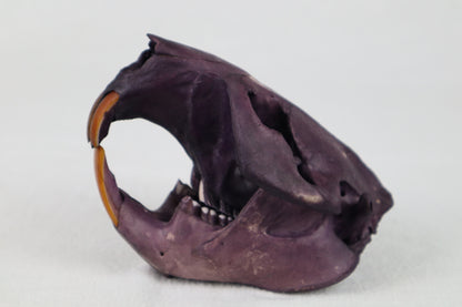 Naturally Stained Beaver Skull
