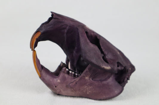 Naturally Stained Beaver Skull