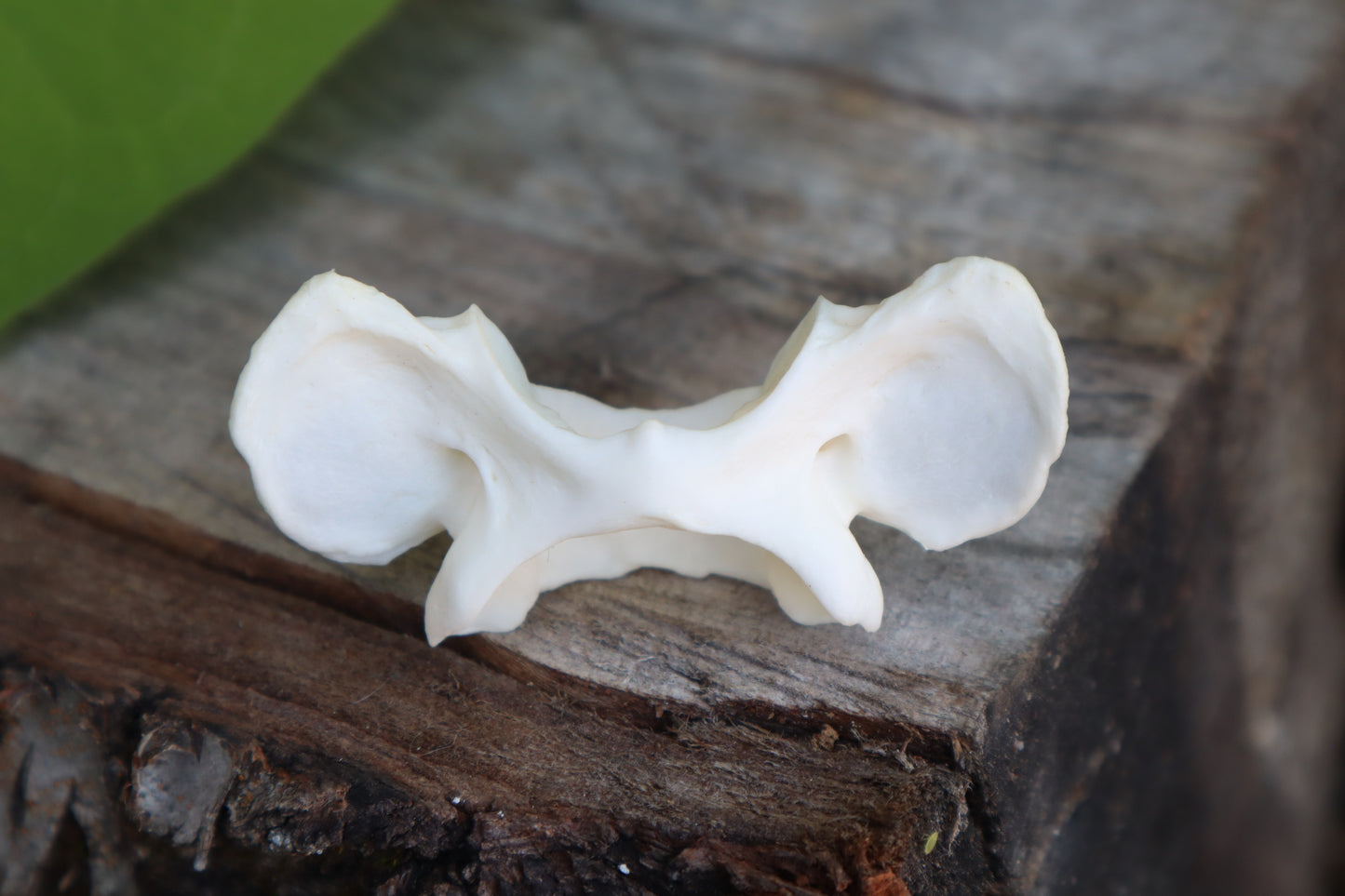 Bobcat Atlas Vertebrae