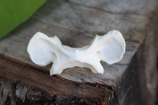 Bobcat Atlas Vertebrae