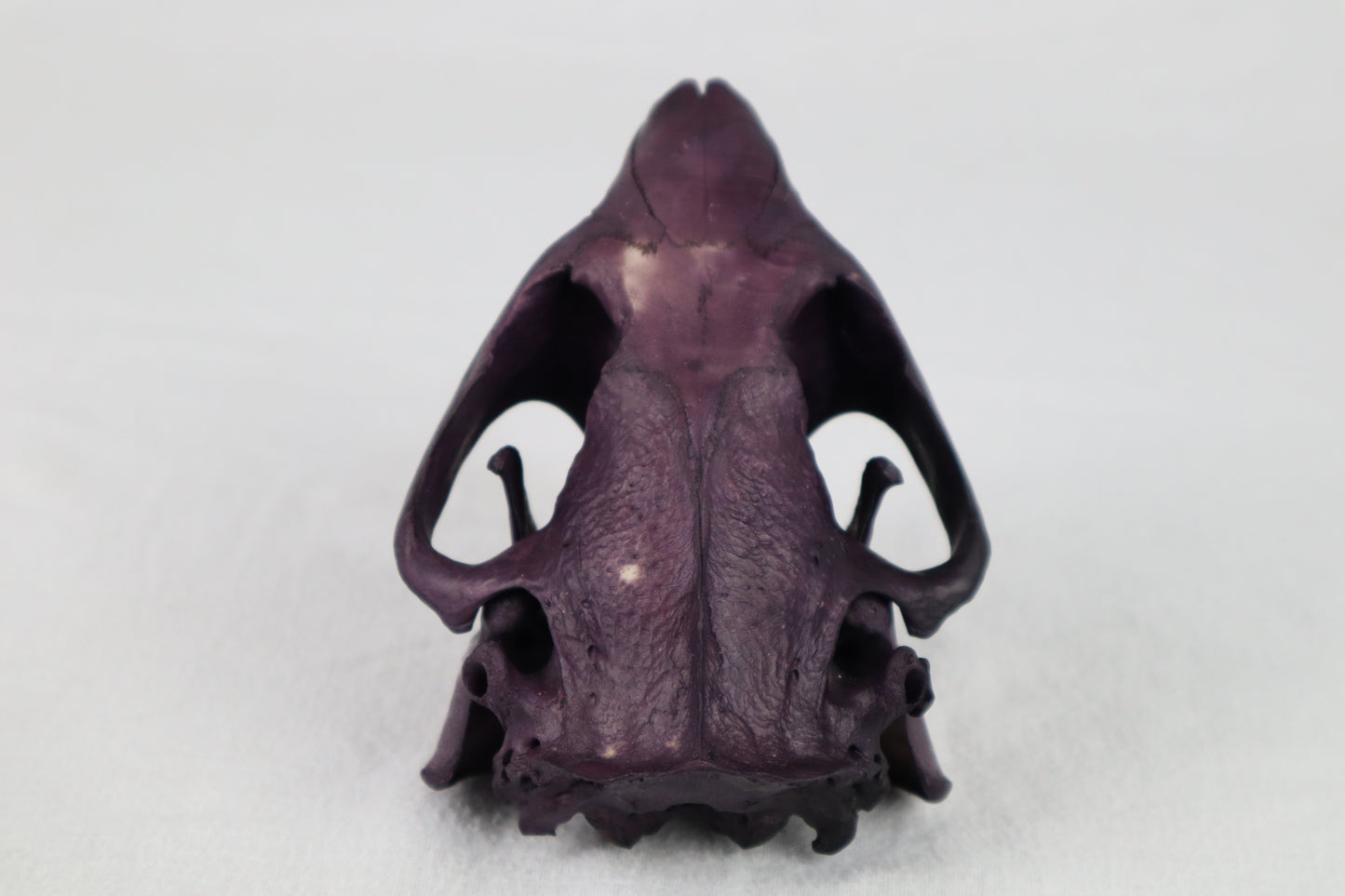 Naturally Stained Beaver Skull