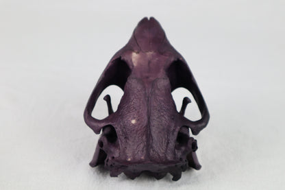 Naturally Stained Beaver Skull