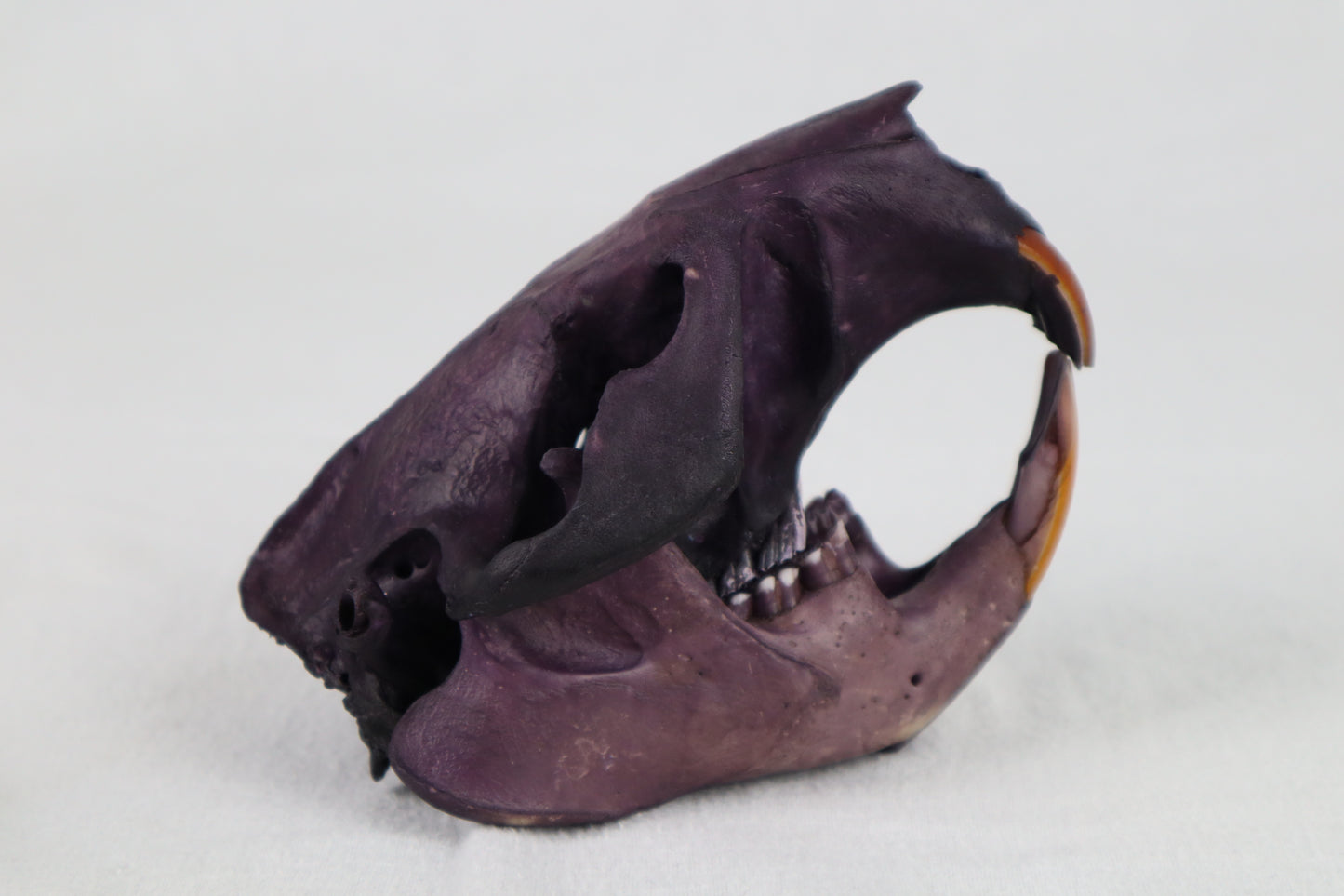 Naturally Stained Beaver Skull