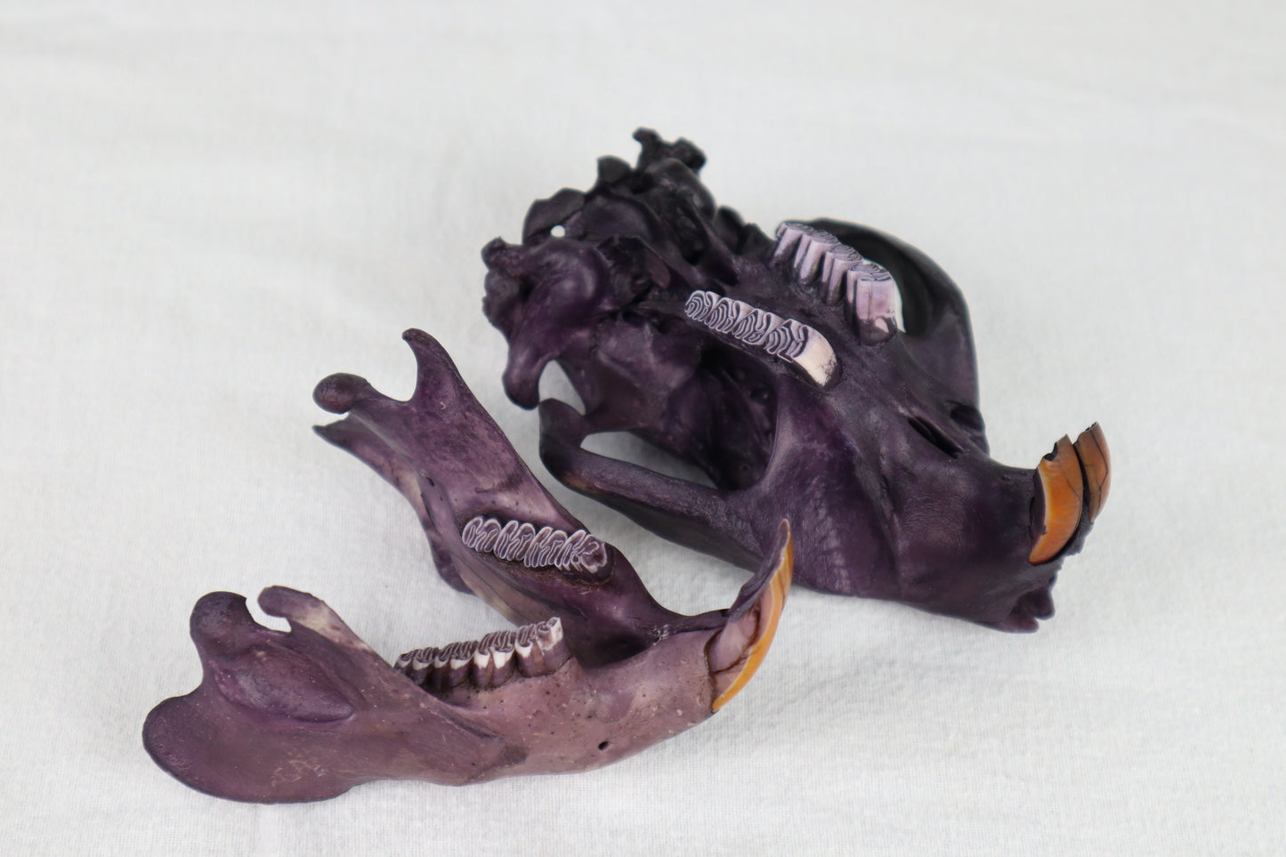 Naturally Stained Beaver Skull