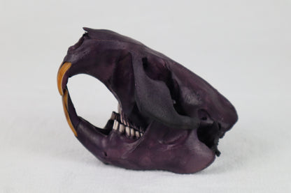 Naturally Stained Beaver Skull