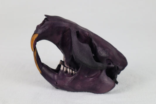 Naturally Stained Beaver Skull