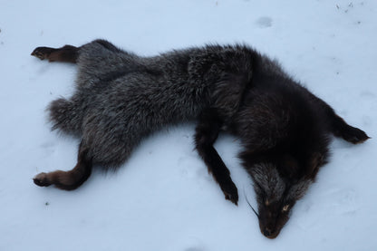 Kodiak Silver Fox Lifesize Wallhanger