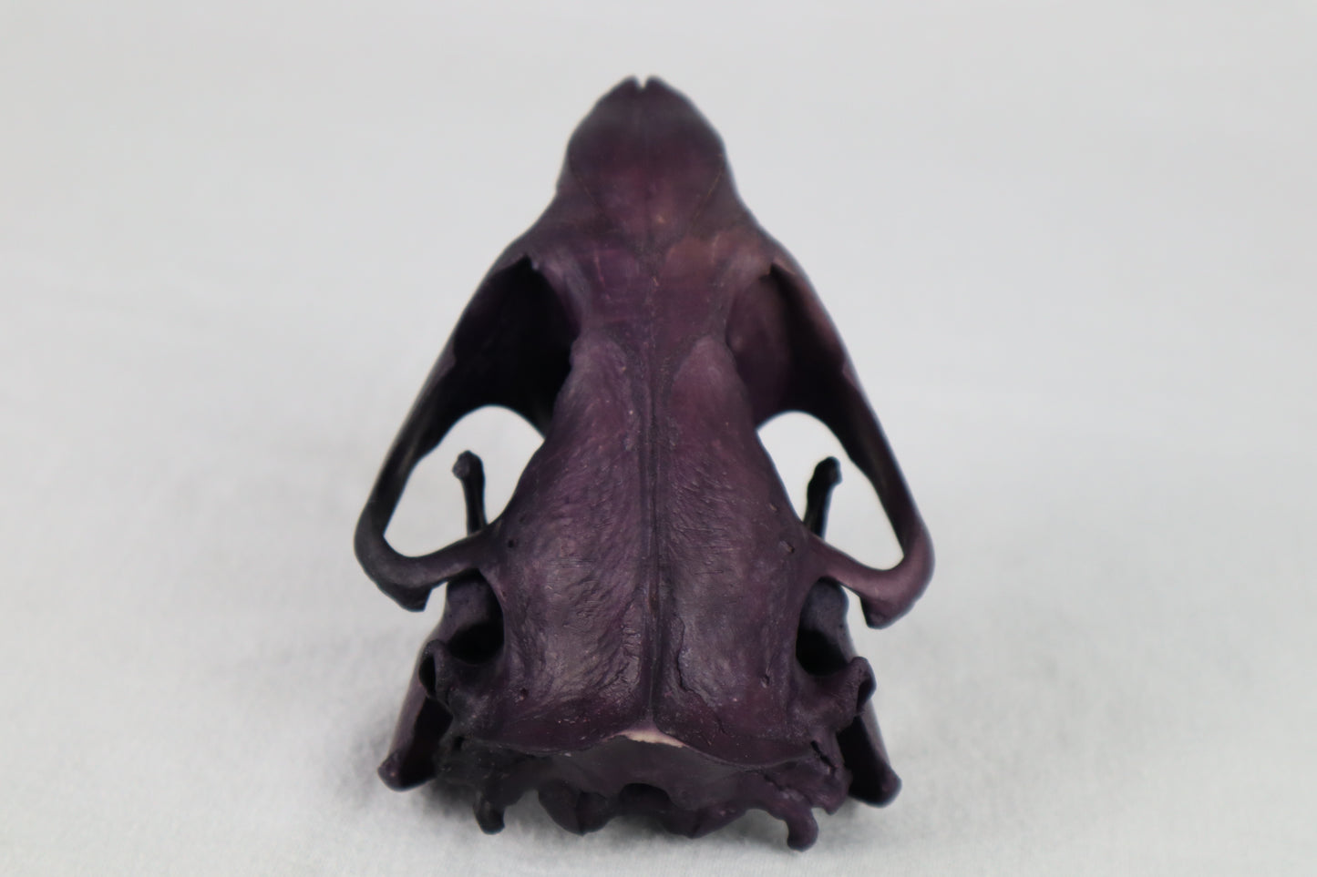 Naturally Stained Beaver Skull