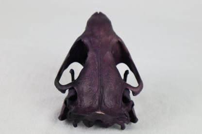 Naturally Stained Beaver Skull