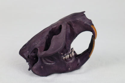 Naturally Stained Beaver Skull