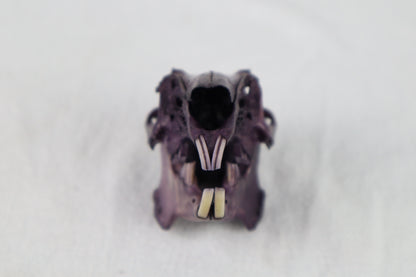 Naturally Stained Jack Rabbit Skull