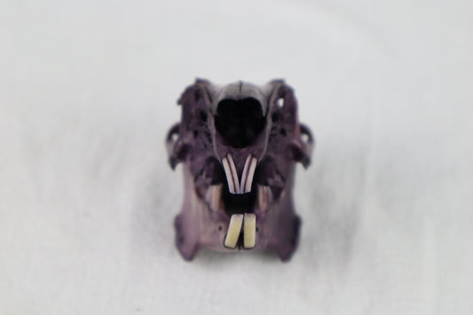 Naturally Stained Jack Rabbit Skull