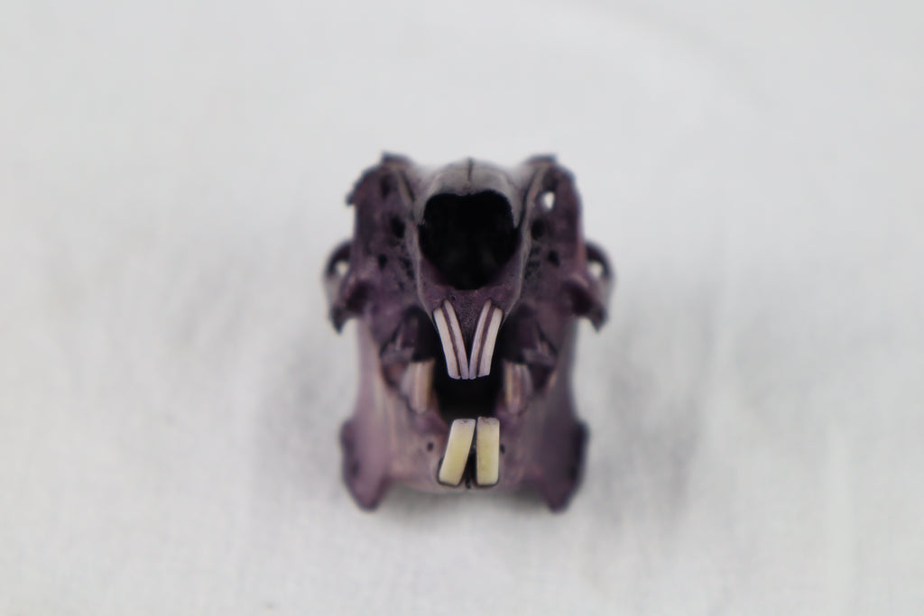 Naturally Stained Jack Rabbit Skull