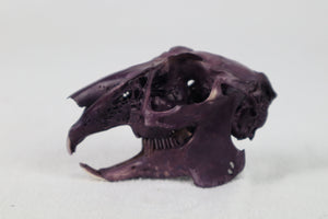 Naturally Stained Jack Rabbit Skull