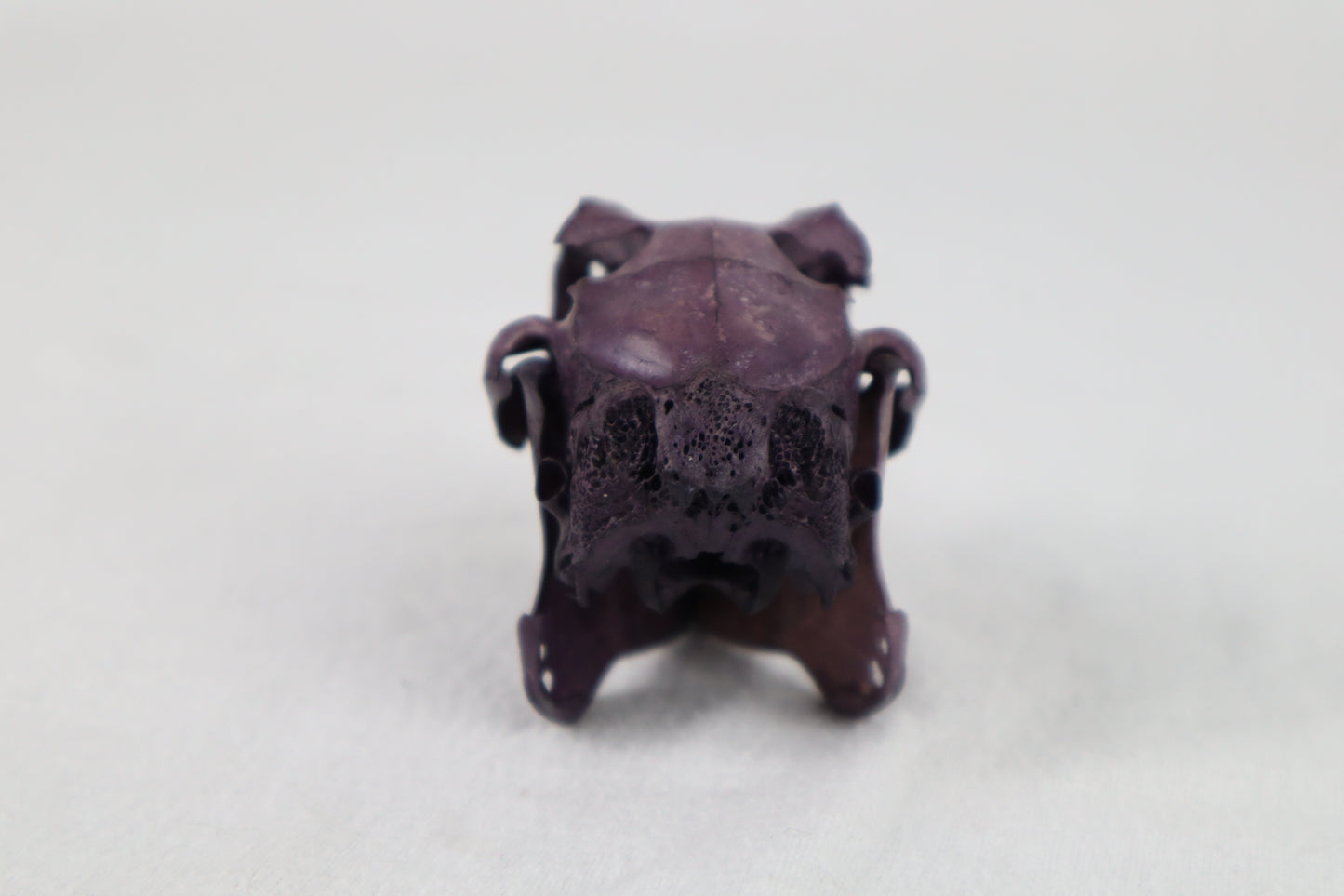 Naturally Stained Jack Rabbit Skull