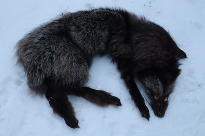 Kodiak Silver Fox Lifesize Wallhanger