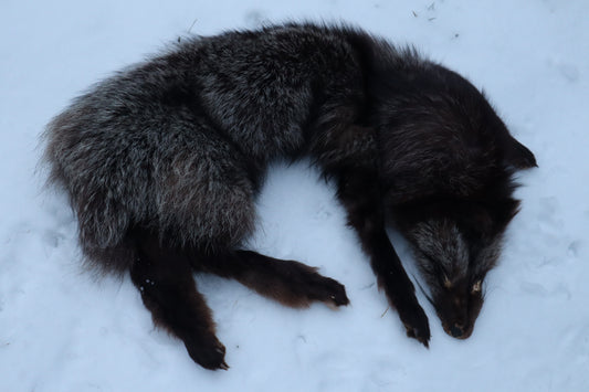 Kodiak Silver Fox Lifesize Wallhanger