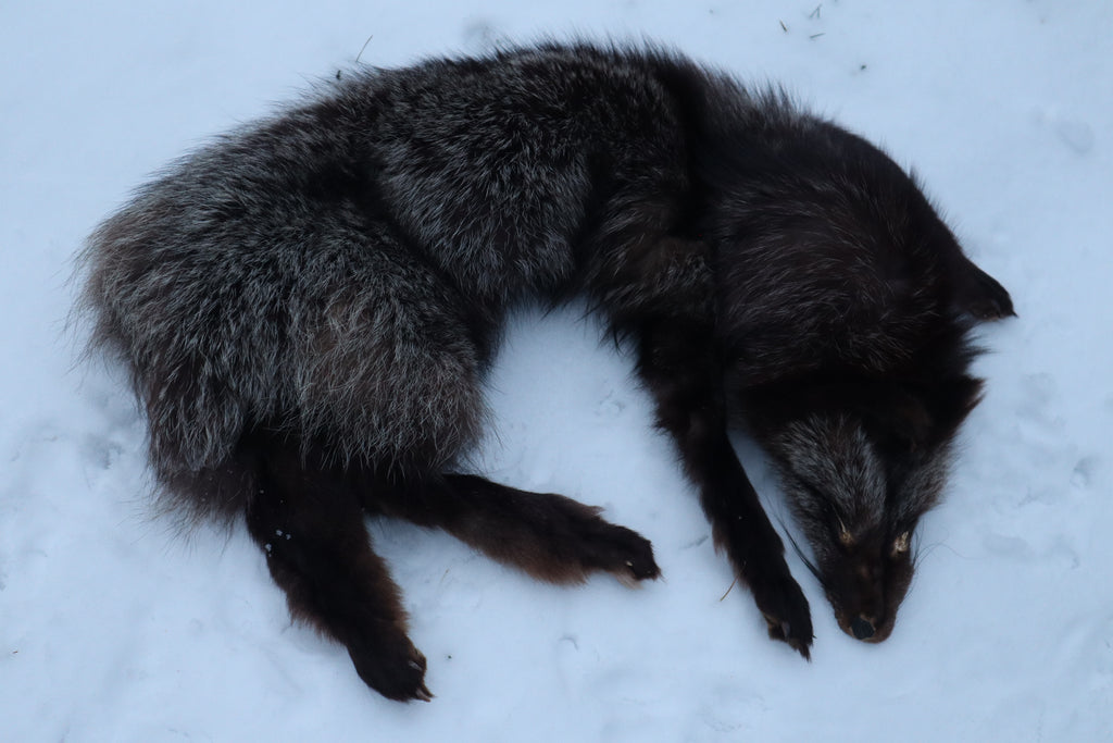 Kodiak Silver Fox Lifesize Wallhanger
