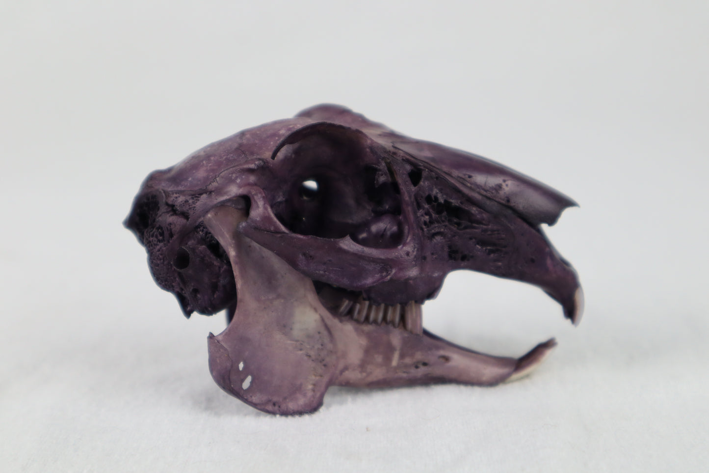 Naturally Stained Jack Rabbit Skull