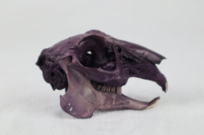 Naturally Stained Jack Rabbit Skull