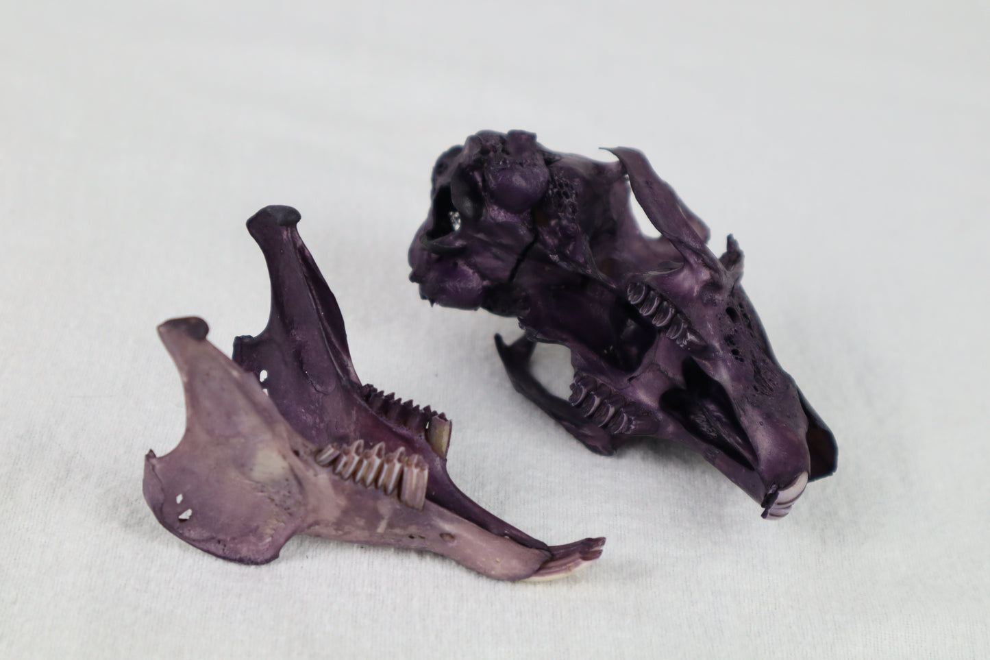 Naturally Stained Jack Rabbit Skull