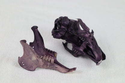Naturally Stained Jack Rabbit Skull