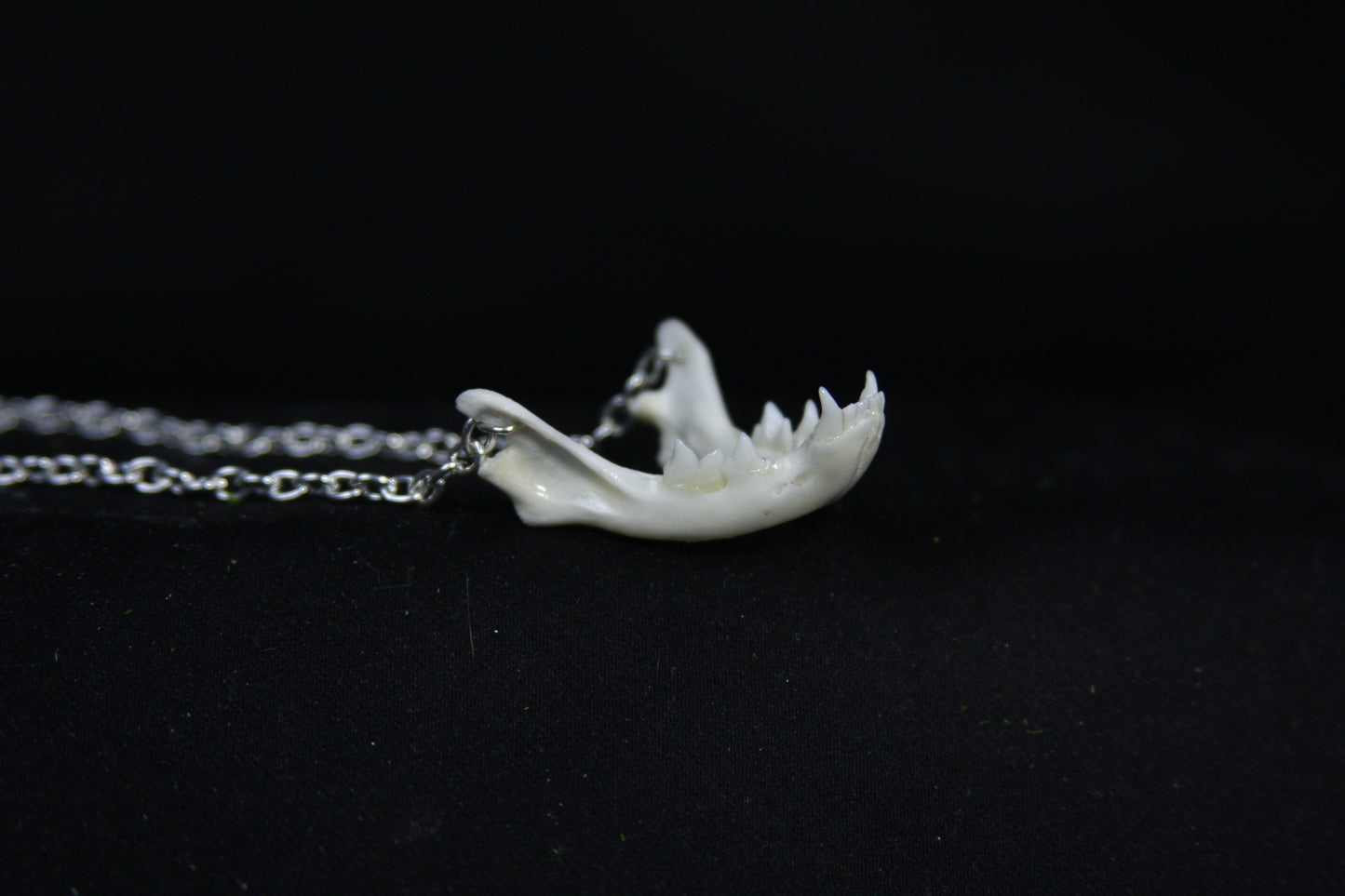 Kitten Mandible Necklace