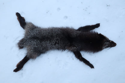 Kodiak Silver Fox Lifesize Wallhanger