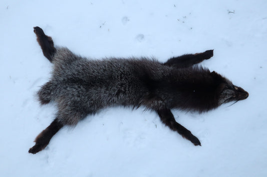 Kodiak Silver Fox Lifesize Wallhanger