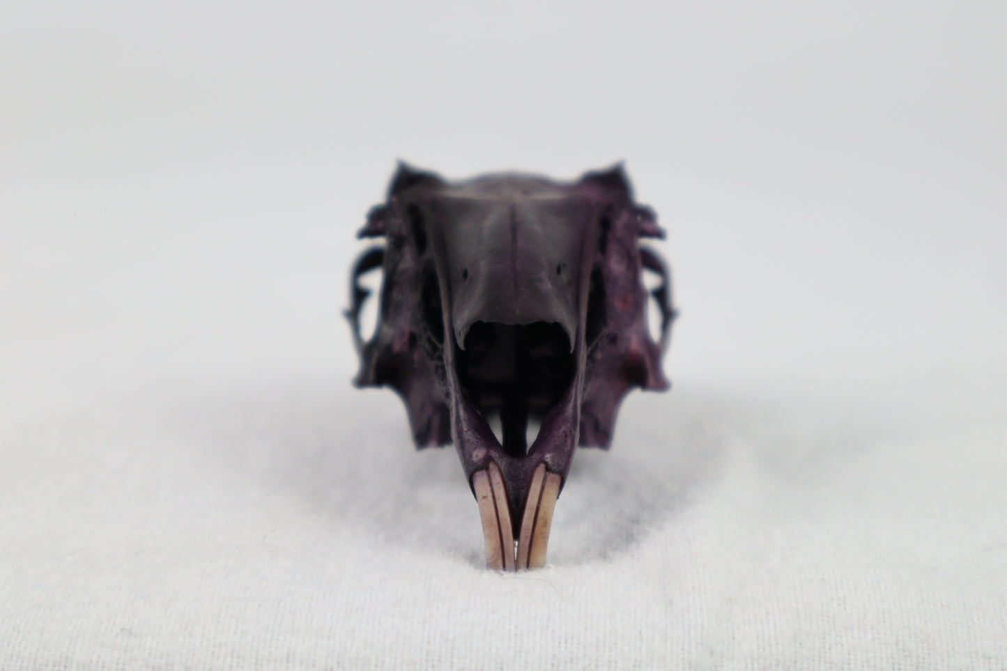 Naturally Stained Half Jack Rabbit Skull