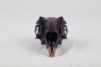 Naturally Stained Half Jack Rabbit Skull
