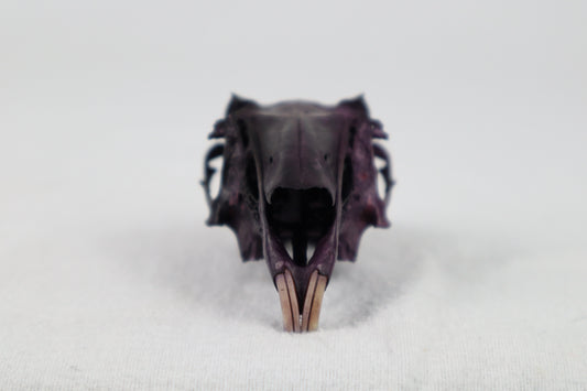 Naturally Stained Half Jack Rabbit Skull