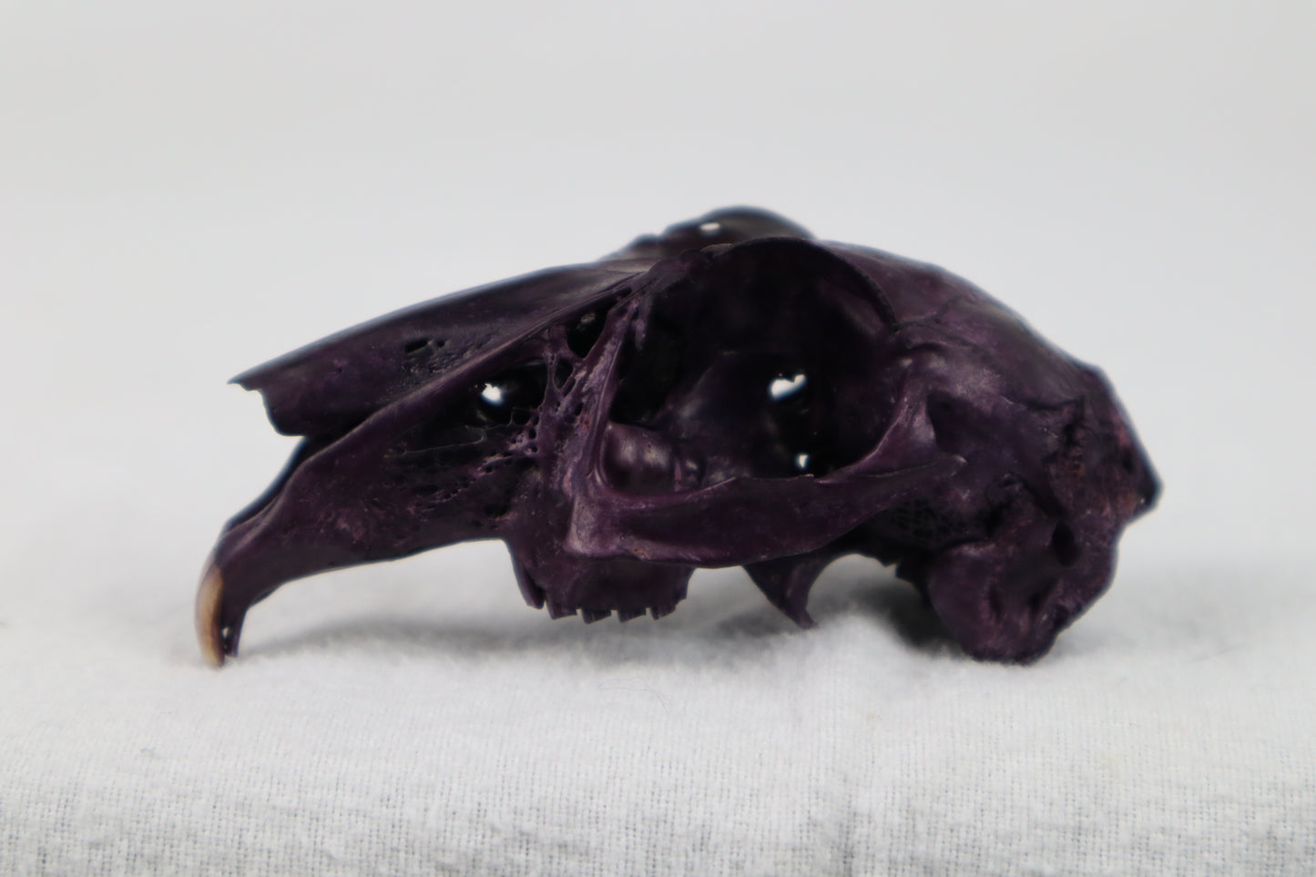 Naturally Stained Half Jack Rabbit Skull
