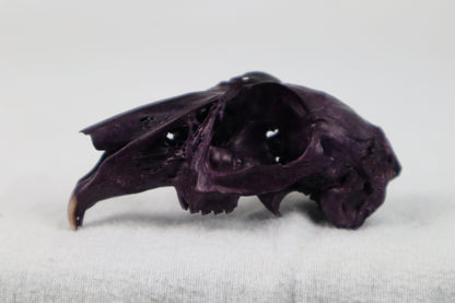 Naturally Stained Half Jack Rabbit Skull
