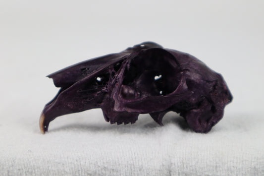 Naturally Stained Half Jack Rabbit Skull